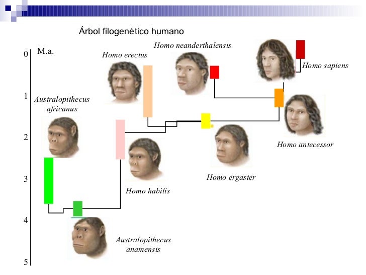 Resultado de imagen de arbol filogenético homo sapien