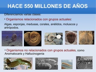 HACE 550 MILLONES DE AÑOS Diferenciamos varias clases: Organismos relacionados con grupos actuales : Algas, esponjas, medusas, corales, anélidos, moluscos y artrópodos. Organismos no relacionados con grupos actuales , como Anomalocaris y Hallucinogenia 