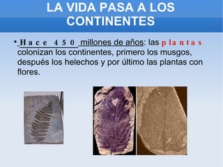 LA VIDA PASA A LOS CONTINENTES Hace 450  millones de años : las  plantas  colonizan los continentes, primero los musgos, después los helechos y por último las plantas con flores. 