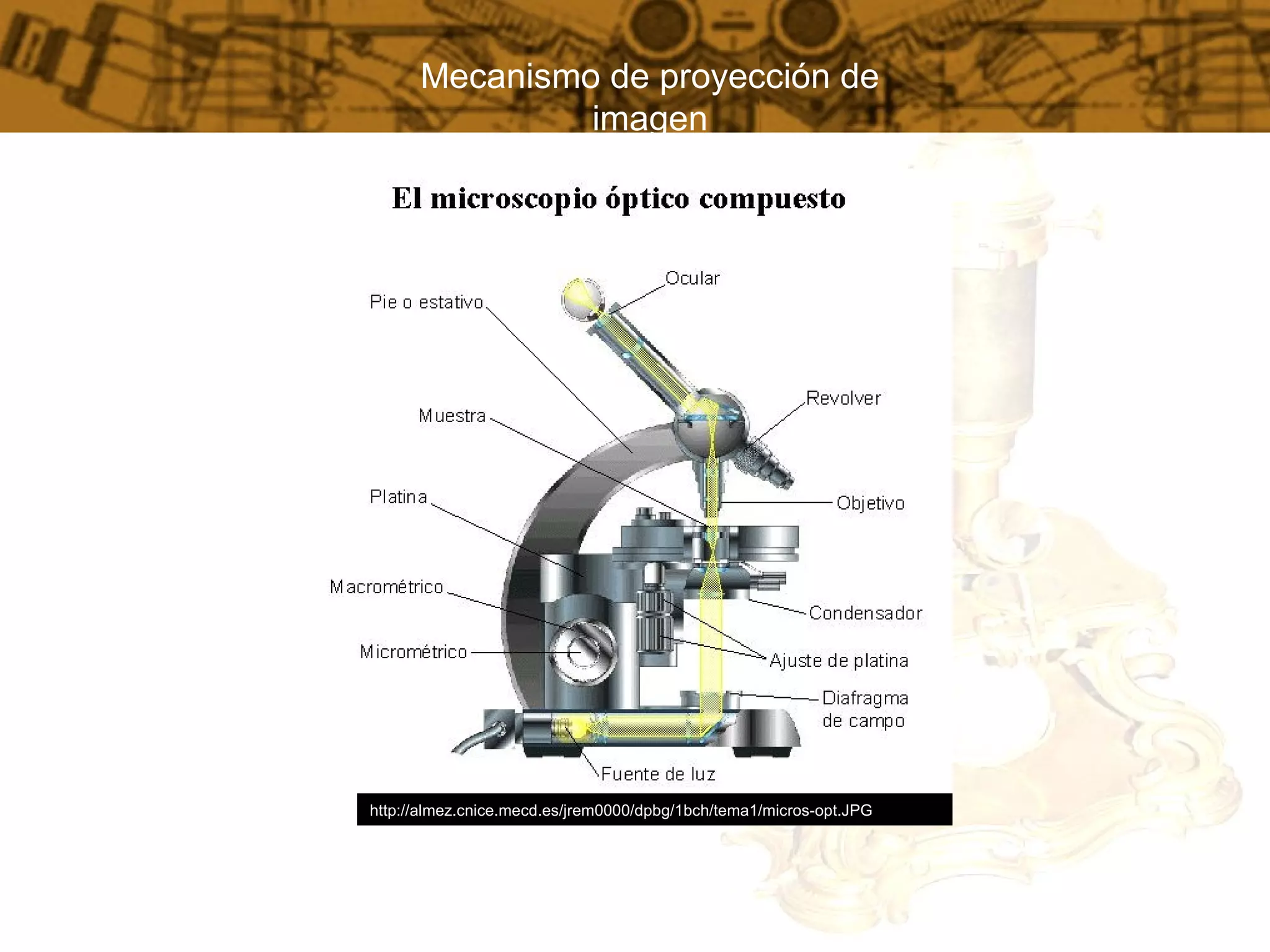 Historia del microscopio | PPT
