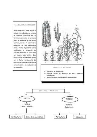 “El Optimum Climaticum”


   Hace unos 6000 años, según se
   calcula, iba dándose un proceso
   de cambios climáticos que en
   términos generales se prolonga
   hasta el presente, y que seco y
   caluroso, llevó a la extinción o
   reducción de una exuberante
   flora y fauna. Bajo estas nuevas
   condiciones      la    obtención    del
   sustento mediante la caza debió
   ser   mucho      más    difícil.   Esta
   modificación del ambiente podría
   ser el factor fundamental del
   proceso de cambios que va desde
   la recolección a la producción de
   los alimentos.                                                Desarrollo del Maíz:

                                                     a.   Mazorca de maíz actual.
                                                     b.   Posible forma de mazorca del maíz silvestre
                                                          extinguido.
                                                     c.   Evolución de la planta de maíz domesticado.




                                             PERIODO         ARCAICO



                    INICIAL                                                        TARDÍO


                   Hombre                                                          Hombre
                 Semi - nómade                                                    Sedentario




Horticultura              Inicio de la agricultura                  Agricultura                Ganadería
 
