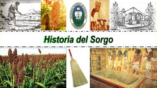 Historia del Sorgo
08/06/2017 1
 