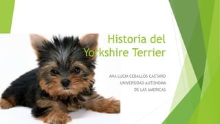 Historia del
Yorkshire Terrier
ANA LUCIA CEBALLOS CASTAÑO
UNIVERSIDAD AUTONOMA
DE LAS AMERICAS
 