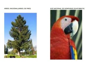 ARBOL NACIONAL(ARBOL DE PINO)   AVE NACIONAL DE HONDURAS (GUACAMAYA)
 