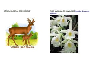 ANIMAL NACIONAL DE HONDURAS   FLOR NACIONAL DE HONDURAS(Orquídea (Brassavola
                              digbiana)
 