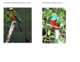 AVE NACIONAL DE NICARAGUA (Guardabarranco Común)   AVE NACIONAL DE GUATEMALA (QUETZAL)




                                                   FLOR NACIONAL DE NICARAGUA
 