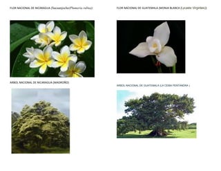 FLOR NACIONAL DE NICARAGUA (Sacuanjoche(Plumeria rubia))   FLOR NACIONAL DE GUATEMALA (MONJA BLANCA (Lycaste Virginlais))




ARBOL NACIONAL DE NICARAGUA (MADROÑO)
                                                           ARBOL NACIONAL DE GUATEMALA (LA CEIBA PENTANDRA )
 