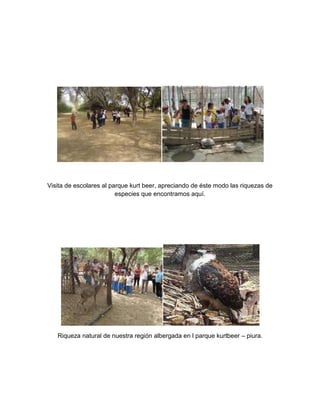 Visita de escolares al parque kurt beer, apreciando de éste modo las riquezas de
especies que encontramos aquí.
Riqueza natural de nuestra región albergada en l parque kurtbeer – piura.
 
