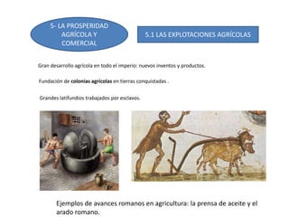 5- LA PROSPERIDAD
AGRÍCOLA Y
COMERCIAL
5.1 LAS EXPLOTACIONES AGRÍCOLAS
Gran desarrollo agrícola en todo el imperio: nuevos inventos y productos.
Fundación de colonias agrícolas en tierras conquistadas .
Grandes latifundios trabajados por esclavos.
Ejemplos de avances romanos en agricultura: la prensa de aceite y el
arado romano.
 