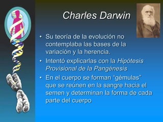 Charles Darwin
• Su teoría de la evolución no
contemplaba las bases de la
variación y la herencia.
• Intentó explicarlas con la Hipótesis
Provisional de la Pangénesis
• En el cuerpo se forman “gémulas”
que se reúnen en la sangre hacia el
semen y determinan la forma de cada
parte del cuerpo
 