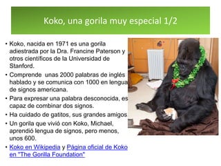 Koko, una gorila muy especial 1/2
• Koko, nacida en 1971 es una gorila
adiestrada por la Dra. Francine Paterson y
otros científicos de la Universidad de
Stanford.
• Comprende unas 2000 palabras de inglés
hablado y se comunica con 1000 en lengua
de signos americana.
• Para expresar una palabra desconocida, es
capaz de combinar dos signos.
• Ha cuidado de gatitos, sus grandes amigos.
• Un gorila que vivió con Koko, Michael,
aprendió lengua de signos, pero menos,
unos 600.
• Koko en Wikipedia y Página oficial de Koko
en "The Gorilla Foundation"
 