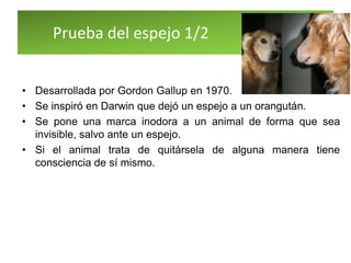 Prueba del espejo 1/2
• Desarrollada por Gordon Gallup en 1970.
• Se inspiró en Darwin que dejó un espejo a un orangután.
• Se pone una marca inodora a un animal de forma que sea
invisible, salvo ante un espejo.
• Si el animal trata de quitársela de alguna manera tiene
consciencia de sí mismo.
 