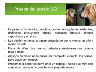 Prueba del espejo 2/2
• La pasan chimpancés, bonobos, gorilas, orangutanes, elefantes,
delfínidos (incluyendo orcas), macacos Rhesus, monos
capuchinos y urracas.
• Los bebés humanos la pasan después de por lo menos un año y
medio de vida.
• Frans de Waal dice que no debería considerarse una prueba
todo o nada.
• Algunos animales no la pasan por completo, ejemplo, los perros,
pero éstos son miopes.
• Probemos a poner un perro ante un espejo. Puede que mire con
curiosidad, aunque no perciba una pequeña marca.
 
