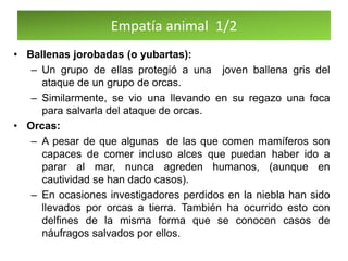 Empatía animal 1/2
• Ballenas jorobadas (o yubartas):
– Un grupo de ellas protegió a una joven ballena gris del
ataque de un grupo de orcas.
– Similarmente, se vio una llevando en su regazo una foca
para salvarla del ataque de orcas.
• Orcas:
– A pesar de que algunas de las que comen mamíferos son
capaces de comer incluso alces que puedan haber ido a
parar al mar, nunca agreden humanos, (aunque en
cautividad se han dado casos).
– En ocasiones investigadores perdidos en la niebla han sido
llevados por orcas a tierra. También ha ocurrido esto con
delfines de la misma forma que se conocen casos de
náufragos salvados por ellos.
 