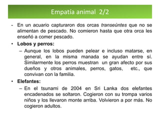 Empatía animal 2/2
- En un acuario capturaron dos orcas transeúntes que no se
alimentan de pescado. No comieron hasta que otra orca les
enseñó a comer pescado.
• Lobos y perros:
– Aunque los lobos pueden pelear e incluso matarse, en
general, en la misma manada se ayudan entre sí.
Similarmente los perros muestran un gran afecto por sus
dueños y otros animales, perros, gatos, etc., que
convivan con la familia.
• Elefantes:
– En el tsunami de 2004 en Sri Lanka dos elefantes
encadenados se soltaron. Cogieron con su trompa varios
niños y los llevaron monte arriba. Volvieron a por más. No
cogieron adultos.
 