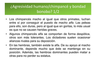 ¿Agresividad humano/chimpancé y bondad
bonobo? 1/2
• Los chimpancés macho al igual que otros primates, luchan
entre sí por conseguir el puesto de macho alfa. Las peleas
para ello, son duras, pero al igual que en gorilas, lo más usual
es que no se causen heridas graves.
• Algunos chimpancés alfa se comportan de forma despótica,
otros son más tolerantes. Los dictadores suelen ocasionar
alianzas rivales para su deposición.
• En las hembras, también existe la alfa. De su apoyo al macho
dominante, depende mucho que éste se mantenga en su
posición. Además, las hembras dominantes pueden matar a
otras para no perder su estatus.
 