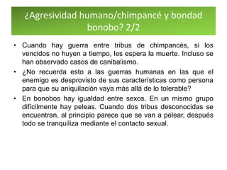 ¿Agresividad humano/chimpancé y bondad
bonobo? 2/2
• Cuando hay guerra entre tribus de chimpancés, si los
vencidos no huyen a tiempo, les espera la muerte. Incluso se
han observado casos de canibalismo.
• ¿No recuerda esto a las guerras humanas en las que el
enemigo es desprovisto de sus características como persona
para que su aniquilación vaya más allá de lo tolerable?
• En bonobos hay igualdad entre sexos. En un mismo grupo
difícilmente hay peleas. Cuando dos tribus desconocidas se
encuentran, al principio parece que se van a pelear, después
todo se tranquiliza mediante el contacto sexual.
 