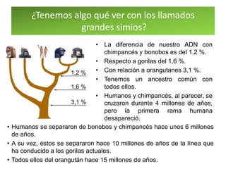 ¿Tenemos algo qué ver con los llamados
grandes simios?
• La diferencia de nuestro ADN con
chimpancés y bonobos es del 1,2 %.
• Respecto a gorilas del 1,6 %.
• Con relación a orangutanes 3,1 %.
• Tenemos un ancestro común con
todos ellos.
• Humanos y chimpancés, al parecer, se
cruzaron durante 4 millones de años,
pero la primera rama humana
desapareció.
• Humanos se separaron de bonobos y chimpancés hace unos 6 millones
de años.
• A su vez, éstos se separaron hace 10 millones de años de la línea que
ha conducido a los gorilas actuales.
• Todos ellos del orangután hace 15 millones de años.
 