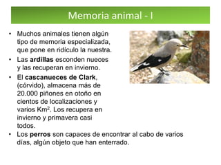 Memoria animal - I
• Muchos animales tienen algún
tipo de memoria especializada,
que pone en ridículo la nuestra.
• Las ardillas esconden nueces
y las recuperan en invierno.
• El cascanueces de Clark,
(córvido), almacena más de
20.000 piñones en otoño en
cientos de localizaciones y
varios Km2. Los recupera en
invierno y primavera casi
todos.
• Los perros son capaces de encontrar al cabo de varios
días, algún objeto que han enterrado.
 