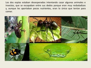 Los dos espías estaban desesperados intentando cazar algunos animales e
insectos, que se escapaban entre sus dedos porque eran muy resbaladizos
y, aunque les aportaban pocos nutrientes, eran lo único que tenían para
comer.

 