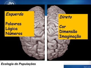 Esquerda
Palavras
Lógica
Números
Direto
Cor
Dimensão
Imaginação
Ecologia de Populações
 