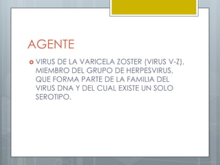 AGENTEVIRUS DE LA VARICELA ZOSTER (VIRUS V-Z), MIEMBRO DEL GRUPO DE HERPESVIRUS, QUE FORMA PARTE DE LA FAMILIA DEL VIRUS DNA Y DEL CUAL EXISTE UN SOLO SEROTIPO.