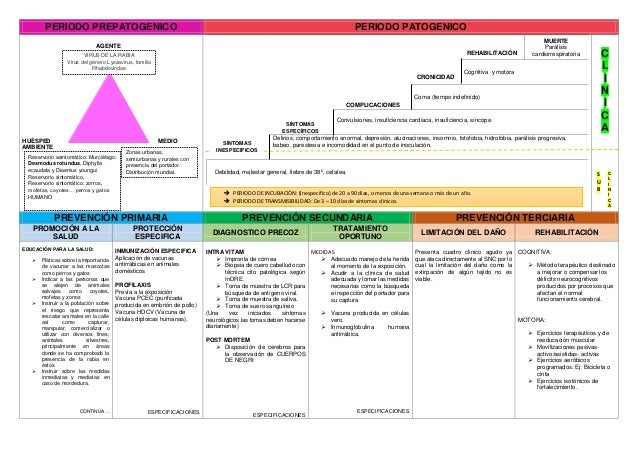 cadena epidemiologica la rabia historia natural de la enfermedad y cadena epidemiol 243 gica cadena epidemiologica la rabia historia natural de la enfermedad y cadena epidemiol 243 gica