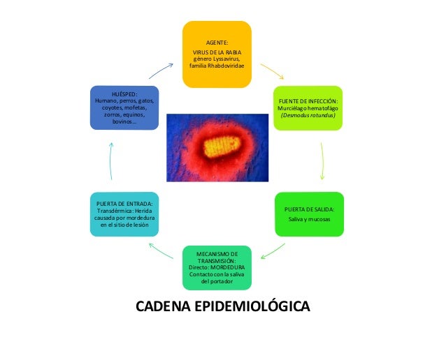 cadena epidemiologica la rabia historia natural de la enfermedad y cadena epidemiol 243 gica cadena epidemiologica la rabia historia natural de la enfermedad y cadena epidemiol 243 gica