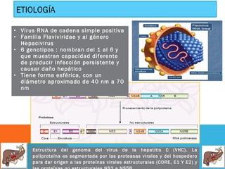 ETIOLOGÍA
• Virus RNA de cadena simple positiva
• Familia Flaviviridae y al género
Hepacivirus
• 6 genotipos : nombran del 1 al 6 y
que muestran capacidad diferente
de producir infección persistente y
causar daño hepático
• Tiene forma esférica, con un
diámetro aproximado de 40 nm a 70
nm

Estructura del genoma del virus de la hepatitis C (VHC). La
poliproteína es segmentada por las proteasas virales y del hospedero
para dar origen a las proteínas virales estructurales (CORE, E1 Y E2) y

 