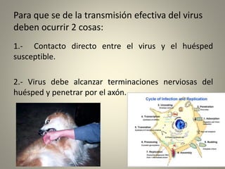 Para que se de la transmisión efectiva del virus
deben ocurrir 2 cosas:
1.- Contacto directo entre el virus y el huésped
susceptible.
2.- Virus debe alcanzar terminaciones nerviosas del
huésped y penetrar por el axón.
 