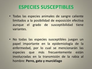 ESPECIES SUSCEPTIBLES
• Todas las especies animales de sangre caliente
limitados a la posibilidad de exposición efectiva
aunque el grado de susceptibilidad tiene
variantes.
• No todas las especies susceptibles juegan un
papel importante en la epidemiología de la
enfermedad, por lo cual se mencionarán las
especies que más frecuentemente están
involucradas en la transmisión de la rabia al
hombre: Perro, gato y murciélago
 