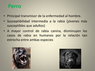 Perro
• Principal transmisor de la enfermedad al hombre.
• Susceptibilidad intermedia a la rabia (jóvenes más
susceptibles que adultos)
• A mayor control de rabia canina, disminuyen los
casos de rabia en humanos por la relación tan
estrecha entre ambas especies
 