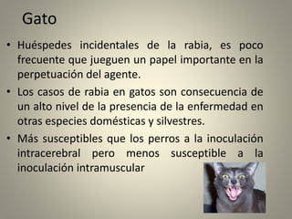 Gato
• Huéspedes incidentales de la rabia, es poco
frecuente que jueguen un papel importante en la
perpetuación del agente.
• Los casos de rabia en gatos son consecuencia de
un alto nivel de la presencia de la enfermedad en
otras especies domésticas y silvestres.
• Más susceptibles que los perros a la inoculación
intracerebral pero menos susceptible a la
inoculación intramuscular
 