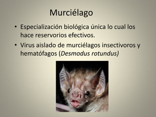 Murciélago
• Especialización biológica única lo cual los
hace reservorios efectivos.
• Virus aislado de murciélagos insectivoros y
hematófagos (Desmodus rotundus)
 