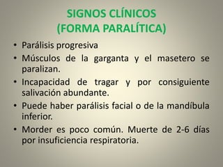 SIGNOS CLÍNICOS
(FORMA PARALÍTICA)
• Parálisis progresiva
• Músculos de la garganta y el masetero se
paralizan.
• Incapacidad de tragar y por consiguiente
salivación abundante.
• Puede haber parálisis facial o de la mandíbula
inferior.
• Morder es poco común. Muerte de 2-6 días
por insuficiencia respiratoria.
 