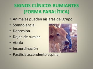 SIGNOS CLÍNICOS RUMIANTES
(FORMA PARALÍTICA)
• Animales pueden aislarse del grupo.
• Somnolencia.
• Depresión.
• Dejan de rumiar.
• Ataxia
• Incoordinación
• Parálisis ascendente espinal
 