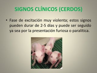 SIGNOS CLÍNICOS (CERDOS)
• Fase de excitación muy violenta; estos signos
pueden durar de 2-5 días y puede ser seguido
ya sea por la presentación furiosa o paralítica.
 