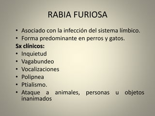 RABIA FURIOSA
• Asociado con la infección del sistema límbico.
• Forma predominante en perros y gatos.
Sx clínicos:
• Inquietud
• Vagabundeo
• Vocalizaciones
• Polipnea
• Ptialismo.
• Ataque a animales, personas u objetos
inanimados
 