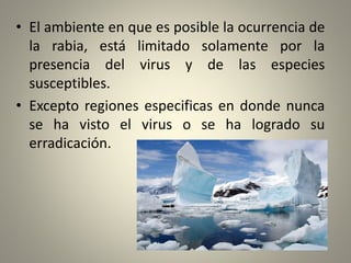 • El ambiente en que es posible la ocurrencia de
la rabia, está limitado solamente por la
presencia del virus y de las especies
susceptibles.
• Excepto regiones especificas en donde nunca
se ha visto el virus o se ha logrado su
erradicación.
 
