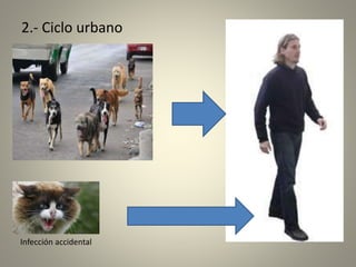 2.- Ciclo urbano
Infección accidental
 