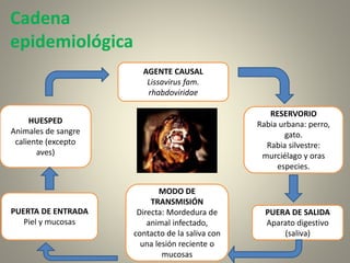 Cadena
epidemiológica
AGENTE CAUSAL
Lissavirus fam.
rhabdoviridae
RESERVORIO
Rabia urbana: perro,
gato.
Rabia silvestre:
murciélago y oras
especies.
HUESPED
Animales de sangre
caliente (excepto
aves)
PUERTA DE ENTRADA
Piel y mucosas
PUERA DE SALIDA
Aparato digestivo
(saliva)
MODO DE
TRANSMISIÓN
Directa: Mordedura de
animal infectado,
contacto de la saliva con
una lesión reciente o
mucosas
 