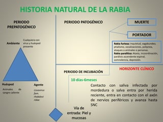 HISTORIA NATURAL DE LA RABIA
PERIODO
PREPATOGÉNICO
Ambiente
Cualquiera con
virus y huésped
presente
Huésped
Animales de
sangre caliente
Agente
Lissavirus
fam.
rhabdovi
ridae
PERIODO PATOGÉNICO
Vía de
entrada: Piel y
mucosas
MUERTE
PORTADOR
Rabia furiosa: inquietud, vagabundeo,
ptialismo, vocalizaciones, polipnea,
ataques a animales o personas.
Rabia paralítica: Ataxia, incoordinación,
parálisis ascendente espinal,
somnolencia, depresión.
HORIZONTE CLÍNICO
Contacto con saliva infectada por
mordedura o salva entra por herida
reciente, entra en contacto con el axón
de nervios periféricos y avanza hasta
SNC
PERIODO DE INCUBACIÓN
10 días-6meses
 