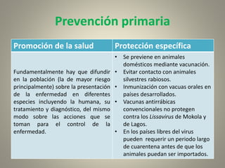 Prevención primaria
Promoción de la salud Protección específica
Fundamentalmente hay que difundir
en la población (la de mayor riesgo
principalmente) sobre la presentación
de la enfermedad en diferentes
especies incluyendo la humana, su
tratamiento y diagnóstico, del mismo
modo sobre las acciones que se
toman para el control de la
enfermedad.
• Se previene en animales
domésticos mediante vacunación.
• Evitar contacto con animales
silvestres rabiosos.
• Inmunización con vacuas orales en
países desarrollados.
• Vacunas antirrábicas
convencionales no protegen
contra los Lissavirus de Mokola y
de Lagos.
• En los países libres del virus
pueden requerir un periodo largo
de cuarentena antes de que los
animales puedan ser importados.
 