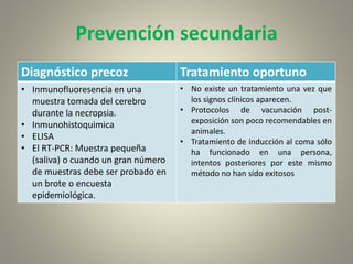 Prevención secundaria
Diagnóstico precoz Tratamiento oportuno
• Inmunofluoresencia en una
muestra tomada del cerebro
durante la necropsia.
• Inmunohistoquimica
• ELISA
• El RT-PCR: Muestra pequeña
(saliva) o cuando un gran número
de muestras debe ser probado en
un brote o encuesta
epidemiológica.
• No existe un tratamiento una vez que
los signos clínicos aparecen.
• Protocolos de vacunación post-
exposición son poco recomendables en
animales.
• Tratamiento de inducción al coma sólo
ha funcionado en una persona,
intentos posteriores por este mismo
método no han sido exitosos
 
