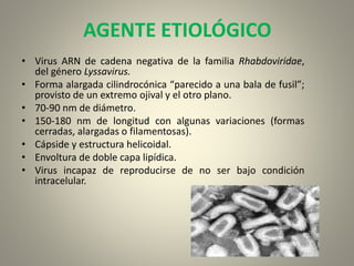 AGENTE ETIOLÓGICO
• Virus ARN de cadena negativa de la familia Rhabdoviridae,
del género Lyssavirus.
• Forma alargada cilindrocónica “parecido a una bala de fusil”;
provisto de un extremo ojival y el otro plano.
• 70-90 nm de diámetro.
• 150-180 nm de longitud con algunas variaciones (formas
cerradas, alargadas o filamentosas).
• Cápside y estructura helicoidal.
• Envoltura de doble capa lipídica.
• Virus incapaz de reproducirse de no ser bajo condición
intracelular.
 