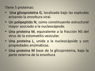 Tiene 5 proteínas:
• Una glicoproteína G, localizada bajo las espículas
erizando la envoltura viral.
• Un polipeptido N, como constituyente estructural
mayor asociado a la nucleocápisde.
• Una proteína M, equivalente a la fracción NS del
virus de la estomatitis vesicular.
• Una proteína L, unida a la nucleocápside y con
propiedades enzimáticas.
• Una proteína M base de la glicoproteína, bajo la
parte externa de la envoltura
 