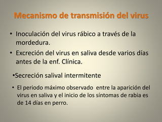 Mecanismo de transmisión del virus
• Inoculación del virus rábico a través de la
mordedura.
• Excreción del virus en saliva desde varios días
antes de la enf. Clínica.
•Secreción salival intermitente
• El periodo máximo observado entre la aparición del
virus en saliva y el inicio de los síntomas de rabia es
de 14 días en perro.
 