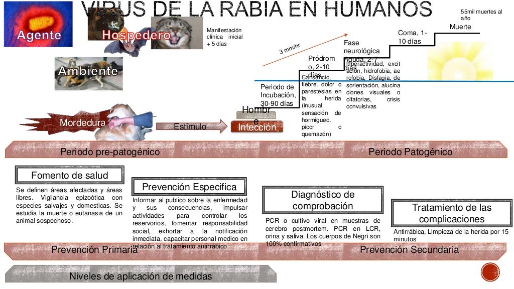 Historia Natural De La Enfermedad De La Rabia pt.slideshare.net