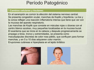 Período Patogénico
* Cambios celulares y tisulares:
En el sarampión es común la afección del sistema nervioso central.
Se presenta congestión ocular, manchas de Koplik y linpofenia. La tos y
la coriza reflejan una reacción inflamatoria intensa que tiene que ver con
la mucosa del aparato respiratorio.
Las manchas de Koplik que consiste en máculas rojas o úlceras con el
centro blanco azuloso, muy pequeñas localizadas en la mucosa bucal.
El exantema que se inicia en la cabeza y después progresivamente se
propaga a tórax, tronco y extremidades, se presenta como
maculopápulas discretas de color rosa pálido, que confluyen para formar
manchas, y en 5 a 10 días adquieren color marrón.
Erupciones cutáneas e hiperplasia en el tejido linfático
 
