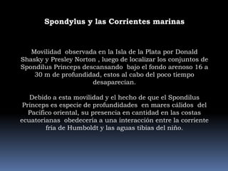 Spondylus y las Corrientes marinasMovilidad  observada en la Isla de la Plata por Donald Shasky y Presley Norton , luego de localizar los conjuntos de Spondilus Princeps descansando  bajo el fondo arenoso 16 a 30 m de profundidad, estos al cabo del poco tiempo desaparecían.Debido a esta movilidad y el hecho de que el Spondilus Princeps es especie de profundidades  en mares cálidos  del Pacifico oriental, su presencia en cantidad en las costas ecuatorianas  obedecería a una interacción entre la corriente  fría de Humboldt y las aguas tibias del niño.